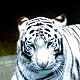 tigre du japon