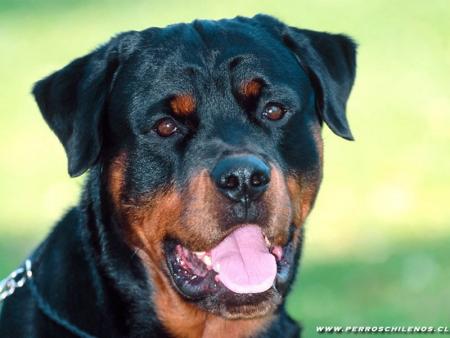 rottweiller