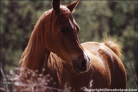 cheval pur race