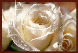 rose de  l mour