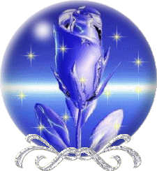 rose de nuit